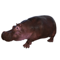 the hippopotamus is posing