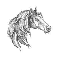 boceto de una cabeza de caballo vector