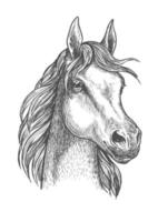 Scottish pony sketch for horse breeding design vector