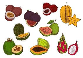 Fresh tropical fruits sketch icons vector