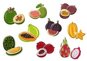 Tropical fresh fruits in cartoon style vector