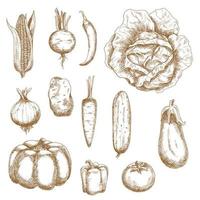 Isolated vegetables in retro sketched style vector