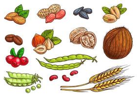 Nuts, grain, berries vector sketch elements