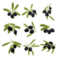 Organically grown black olive fruits on branches vector