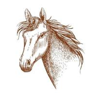 Arabian stallion horse head sketch vector