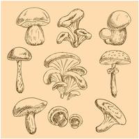 Isolated forest mushrooms sketches set vector