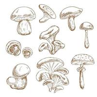 Autumnal forest mushrooms sketches set vector