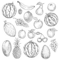 Delicious fresh harvested summer fruits sketches vector