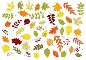 Autumnal leaves, herbs, seeds and berries vector