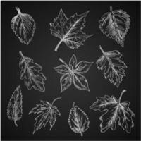 Chalk leaves sketch on blackboard vector