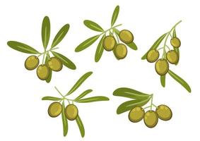 Olive tree branches with green fruits and leaves vector