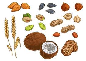 Nuts, grain and kernels vector sketch icons