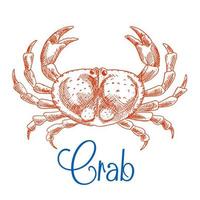 Red ocean crab with big pincers sketch icon vector