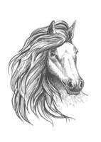 Horse head sketch with wavy mane vector