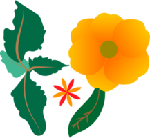 PNG bloemen sier- ontwerp elementen