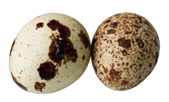 quail egg isolated png