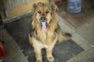 Dog yawns and shows his tongue. Dog guards entrance. Animal is on doorstep. photo