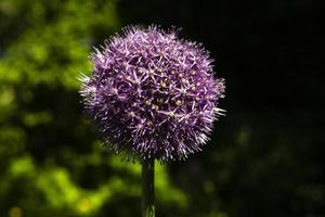 flores de cebolla en el jardín. verdura en crecimiento. flor Purpura. foto