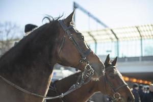 Horses in city. Two animals. Parade security. photo