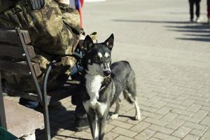 Mixed breed dog. Pet on street. Dog with wool. S photo