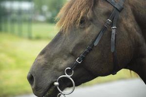 Horses face. Animal on street. Brown horse. photo