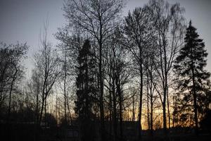 Silhouettes of trees in evening. photo