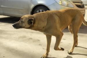 Stray dog runs down street. Animal is looking for owner. photo