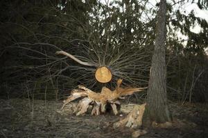 Broken tree in woods. Large spruce tree fell. Old tree. photo