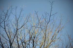 árboles en el parque. árbol contra el cielo. foto