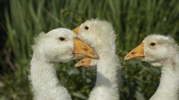 Geese on farm. Young geese with white birches. White birds on shore of pond. photo