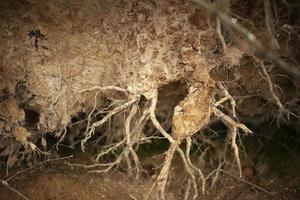 las raíces del árbol están en el suelo. árbol caído en el bosque. foto