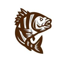 Sheepshead Fish Jumping Isolated Retro vector