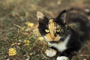 gato acariciando en la calle. gato en el jardín. linda mascota foto