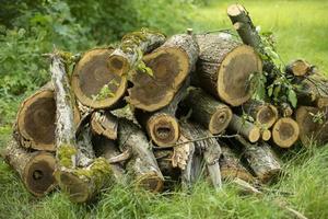 Sawn trees. Firewood for winter. Dry fuel. Logs in countryside. photo