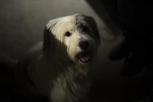 Dog in dark. Dog with white hair. Portrait of pet. photo