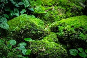 Beautiful Bright Green moss grown up cover the rough stones photo