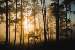 fotos de paisajes de pinos con la luz del sol, la naturaleza es hermosa