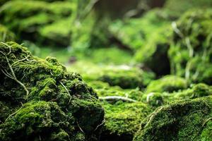 Beautiful Bright Green moss grown up cover the rough stones photo