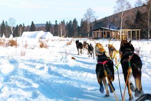 los trineos tirados por perros llevan a los turistas a tocar la naturaleza y la experiencia emocionante, la actividad de viaje en el pueblo de listvyanka en rusia. foto