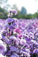 Purple Margaret flowers under strong sunshine. photo