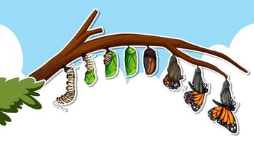 Thumbnail design with life cycles of a butterfly vector