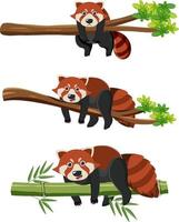 Red pandas on tree branches vector