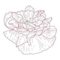 California poppy flowers drawn and sketch with line-art on white backgrounds. vector