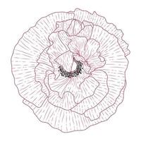 flores de amapola de california dibujadas y esbozadas con arte lineal sobre fondos blancos. vector