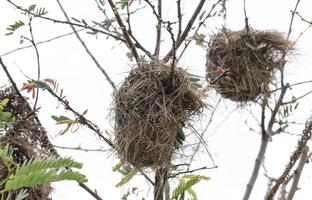 Bird's nest on top of tree photo