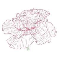 California poppy flowers drawn and sketch with line-art on white backgrounds. vector