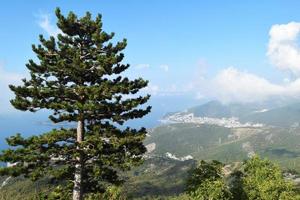 pino en la costa adriática y vista panorámica de la ciudad de budva en montenegro foto