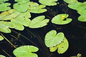 green leaves of water lilies on the dark surface of the lake photo