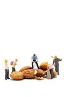 Miniature people worker team with almond seeds photo