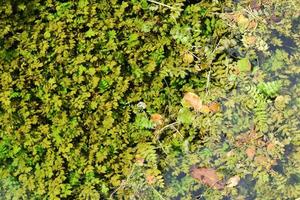 bright algae at the bottom of the river and clear water photo